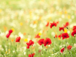 聚思博新互联网+：分析策划+三网合一+整合营销+解决方案